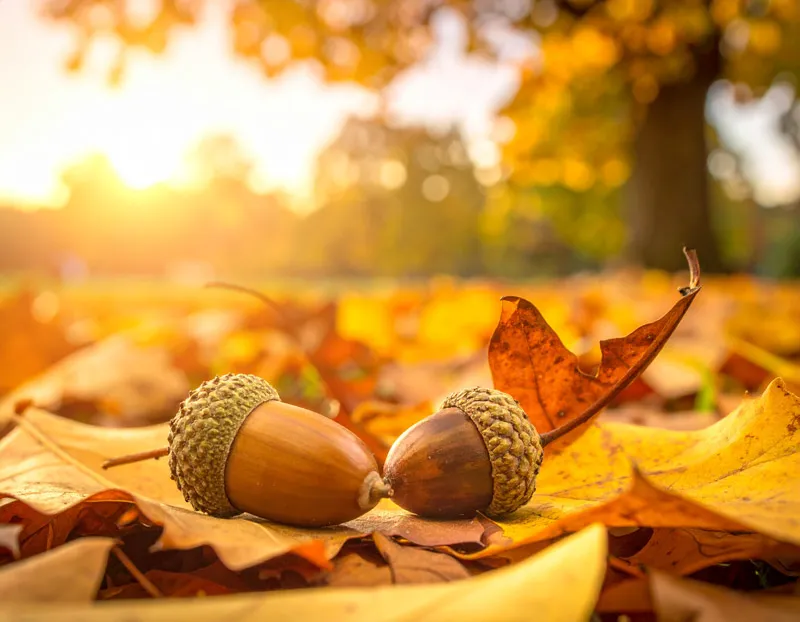 東京のどんぐり拾いスポット！クヌギの木があるおすすめ公園