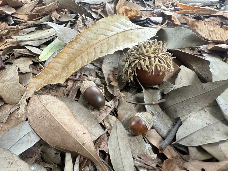 いろんなどんぐり
