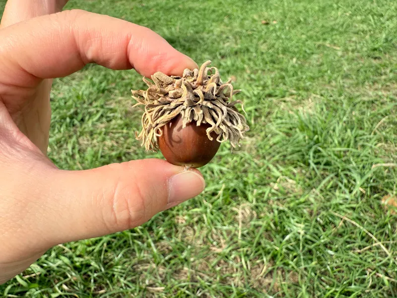クヌギのどんぐり