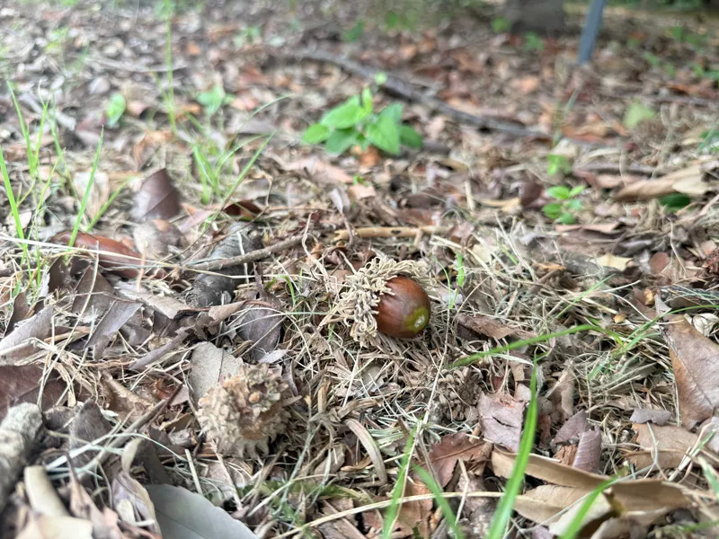 クヌギのどんぐり