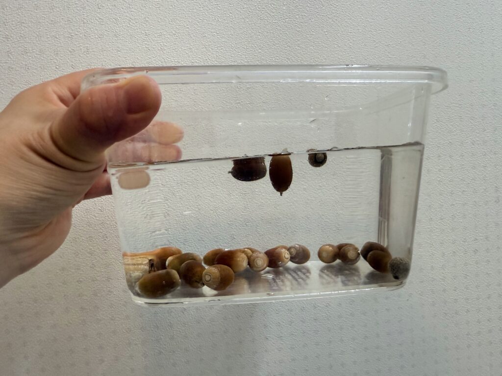浮かぶどんぐり